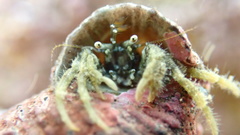 Diogenes izanamiae