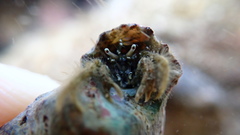 Diogenes izanamiae