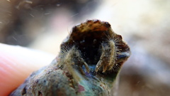 Diogenes izanamiae