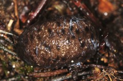 Philomycus venustus