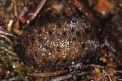 Philomycus venustus