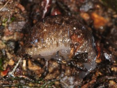 Philomycus venustus