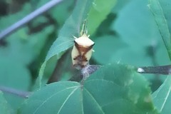 Elasmostethus atricornis