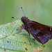 Clouded Skipper - Photo (c) Jeff O'Connell, some rights reserved (CC BY-NC), uploaded by Jeff O'Connell