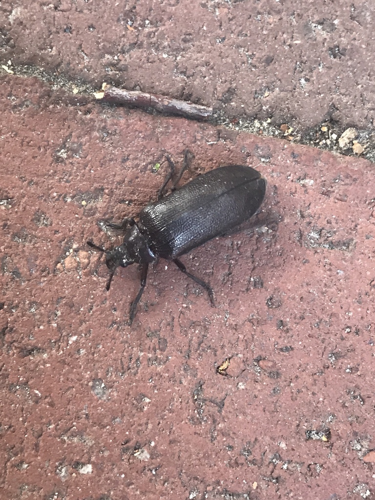 cedar beetle