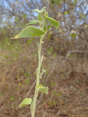 Image of Hibiscus megistanthus