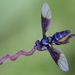 Ultramarine Hover Fly - Photo (c) Jeff O'Connell, some rights reserved (CC BY-NC), uploaded by Jeff O'Connell