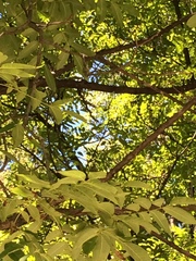 Juglans × intermedia