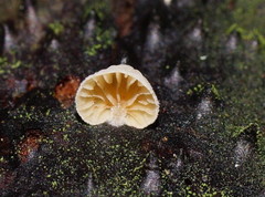 Crepidotus eucalyptorum