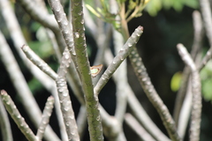 Polyura