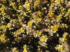 Olearia nummulariifolia