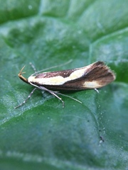 Harpella forficella
