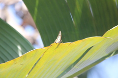 Polyura