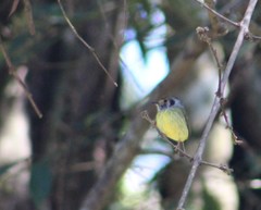 Myiornis auricularis