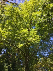 Juglans × intermedia