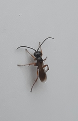 Agenioideus cinctellus