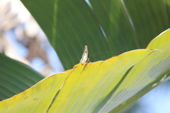Polyura