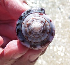 Conus purpurascens