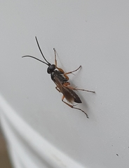 Agenioideus cinctellus