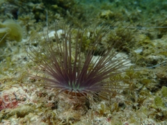 Ceriantharia