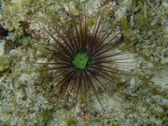 Ceriantharia