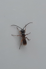 Agenioideus cinctellus