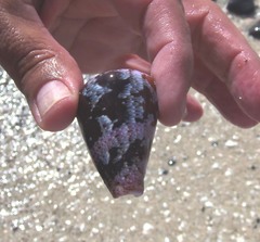 Conus purpurascens