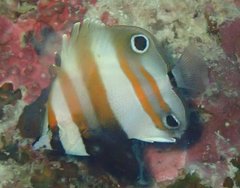 Coradion melanopus