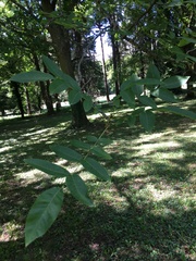 Juglans × intermedia