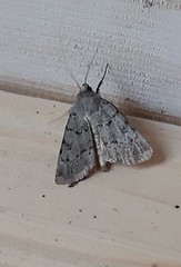 Epipsilia grisescens