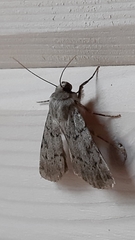 Epipsilia grisescens