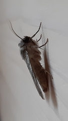 Epipsilia grisescens