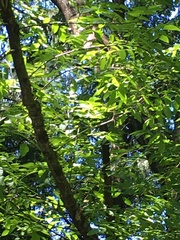 Juglans × intermedia