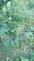 Lapsana communis intermedia