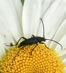 Typocerus lugubris