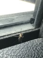 Aedes nigromaculis
