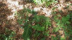 Dryopteris remota