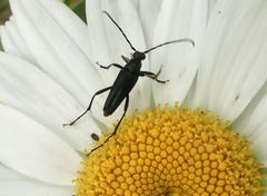 Typocerus lugubris