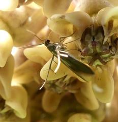 Schreckensteinia erythriella
