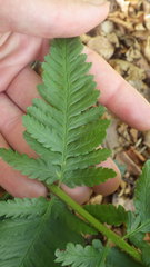 Dryopteris remota