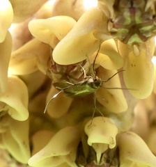 Schreckensteinia erythriella