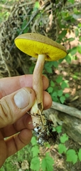 Aureoboletus auriporus