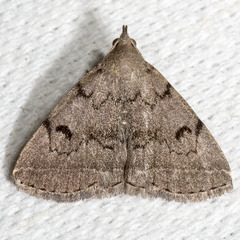 Zanclognatha dentata