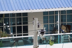 Melanerpes rubricapillus