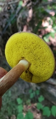 Aureoboletus auriporus