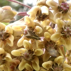 Schreckensteinia erythriella