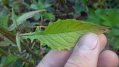 Lapsana communis intermedia