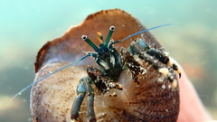 Clibanarius virescens