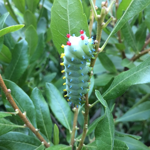 Cecropia moth
