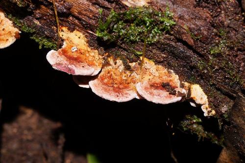 Rhodofomitopsis lilacinogilva image